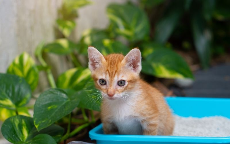 Benefits of Wood Pellet Cat Litter: Eco-Friendly and Odor Control