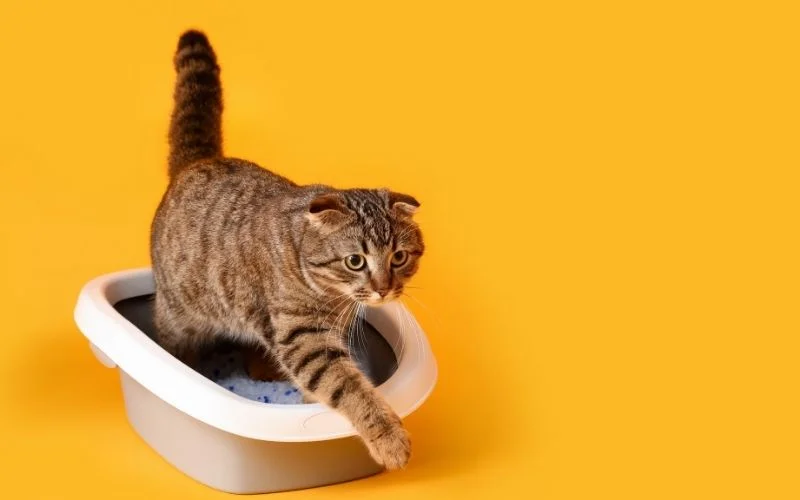 Wood Cat Litter