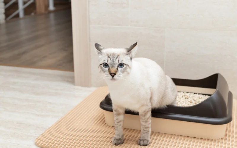 Is Wood Pellet Cat Litter Safe for Cats?