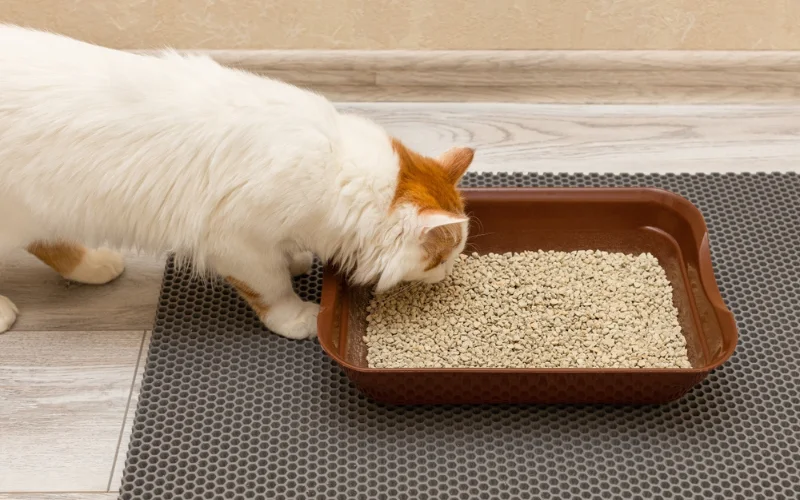 Is Wood Pellet Cat Litter Environmentally Friendly?