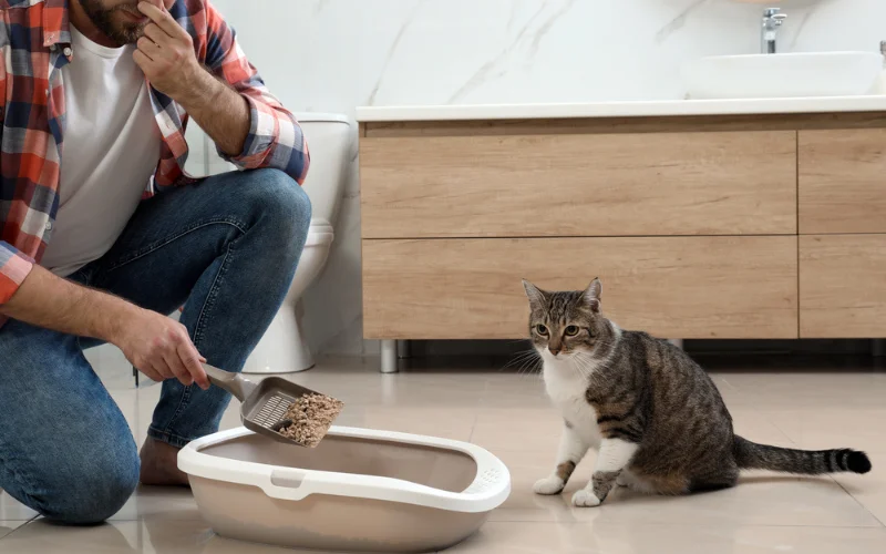 Wood Pellet Cat Litter